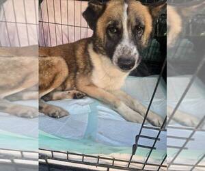 Mutt Dogs for adoption in New York, NY, USA