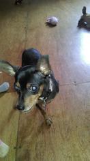 Miniature Pinscher Dogs for adoption in Rochester, NY, USA