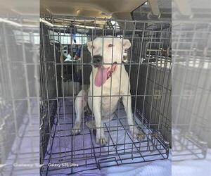 Labrador Retriever-Unknown Mix Dogs for adoption in San Antonio, TX, USA