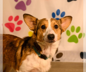 Mutt Dogs for adoption in Brooklyn Center, MN, USA