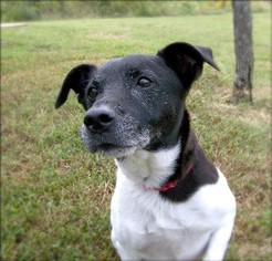 Jack Russell Terrier-Unknown Mix Dogs for adoption in Portsmouth, VA, USA
