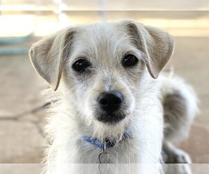 Miniature Schnauzer-Whippet Mix Dogs for adoption in Woodland Hills, CA, USA