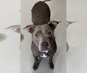 American Staffordshire Terrier-Staffordshire Bull Terrier Mix Dogs for adoption in Corpus Christi, TX, USA