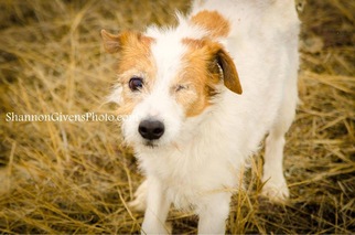 Jack Russell Terrier Dogs for adoption in Lander, WY, USA