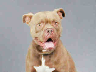 American Bull Dogue De Bordeaux Dogs for adoption in Fort Lauderdale, FL, USA