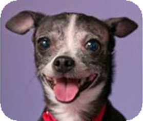 Rat Terrier Dogs for adoption in Chicago, IL, USA