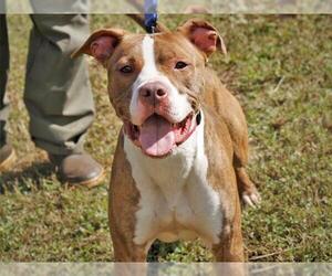 American Staffordshire Terrier-Unknown Mix Dogs for adoption in Tallahassee, FL, USA