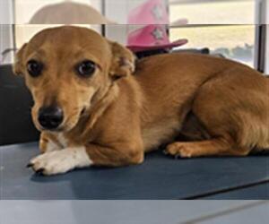 Dachshund-Unknown Mix Dogs for adoption in Temple, TX, USA