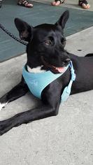 Border-Aussie Dogs for adoption in Rowayton, CT, USA