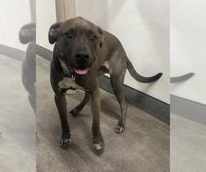 Mutt Dogs for adoption in HESPERIA, CA, USA