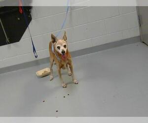 Chihuahua-Unknown Mix Dogs for adoption in St. Cloud, FL, USA