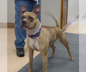 Boxer-Unknown Mix Dogs for adoption in Batavia, NY, USA