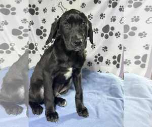 Labrador Retriever-Unknown Mix Dogs for adoption in SHERBURNE, NY, USA