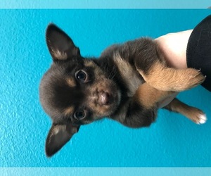 Small Chihuahua Mix