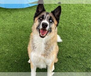 Siberian Husky-Unknown Mix Dogs for adoption in Orange, CA, USA
