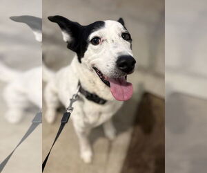 Mutt Dogs for adoption in Rootstown, OH, USA