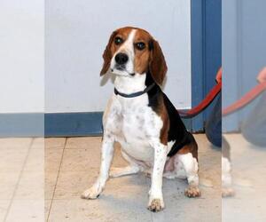 Beagle Dogs for adoption in Evergreen, CO, USA