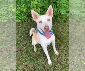 Mutt Dogs for adoption in San Leon, TX, USA