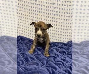 German Shepherd Dog-Unknown Mix Dogs for adoption in Modesto, CA, USA