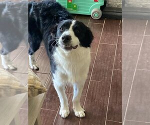 Border Collie Dogs for adoption in Blairstown, NJ, USA