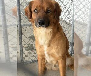 Golden Retriever Dogs for adoption in Bakersfield, CA, USA