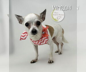 Chihuahua Dogs for adoption in Benton, LA, USA