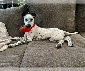 Coonhound-Unknown Mix Dogs for adoption in GILBERTS, IL, USA