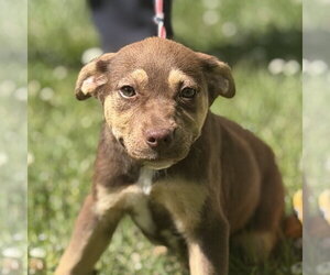 Labrador Retriever-Unknown Mix Dogs for adoption in Yardley, PA, USA