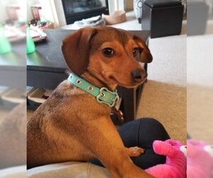 Chiweenie Dogs for adoption in Glen Haven, WI, USA
