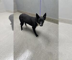 Mutt Dogs for adoption in Las Vegas, NV, USA