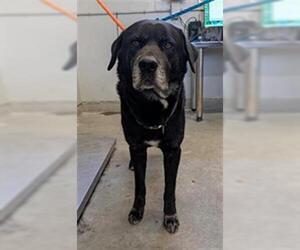 Labrador Retriever Dogs for adoption in Camarillo, CA, USA