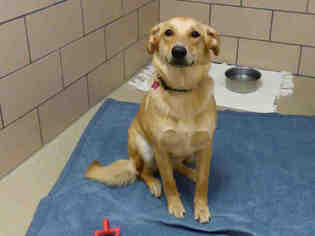 Shepradors Dogs for adoption in Fort Wayne, IN, USA