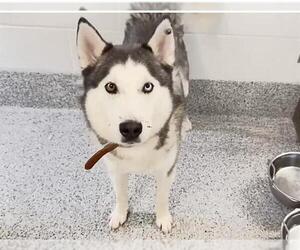 Huskies -Unknown Mix Dogs for adoption in Houston, TX, USA