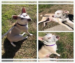 American Staffordshire Terrier-Unknown Mix Dogs for adoption in San Antonio, TX, USA