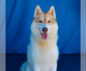 Siberian Husky Dogs for adoption in Pasadena, CA, USA