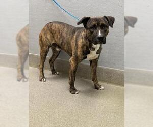 Mutt Dogs for adoption in Las Vegas, NV, USA