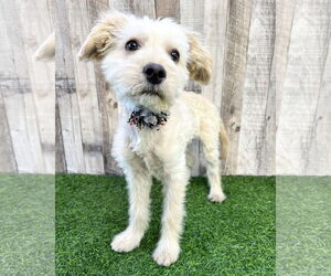 Maltese-Unknown Mix Dogs for adoption in Corona, CA, USA