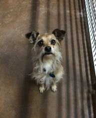 Mutt Dogs for adoption in Burlington, WA, USA