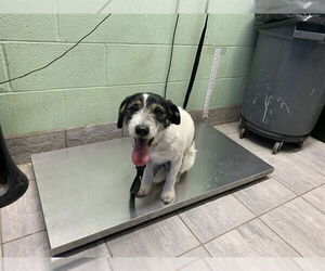 Mutt Dogs for adoption in Grand Prairie, TX, USA