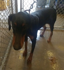 Doberman Pinscher Dogs for adoption in Pottstown, PA, USA