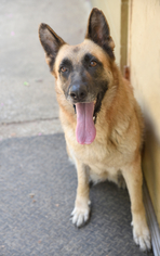 German Shepherd Dog Dogs for adoption in Chattanooga, TN, USA
