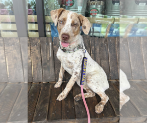 Pointer Dogs for adoption in Shreveport, LA, USA