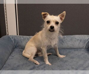 Mutt Dogs for adoption in Pasadena, CA, USA