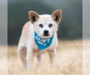Cardigan Welsh Corgi Dogs for adoption in Pacific Grove, CA, USA