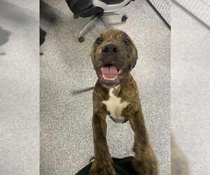 Mutt Dogs for adoption in Westminster, MD, USA