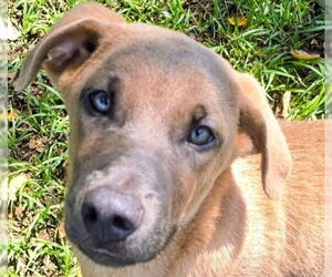 Labrador Retriever-Unknown Mix Dogs for adoption in Canton, CT, USA