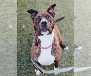 American Pit Bull Terrier-Unknown Mix Dogs for adoption in Las Vegas, NV, USA