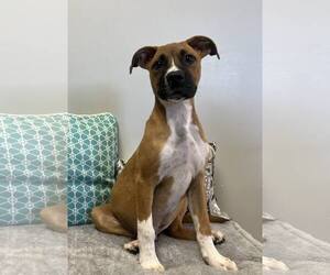 Boxer-Unknown Mix Dogs for adoption in Pryor, OK, USA