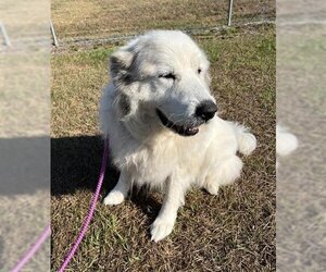 Great Pyrenees Dogs for adoption in Vero Beach, FL, USA
