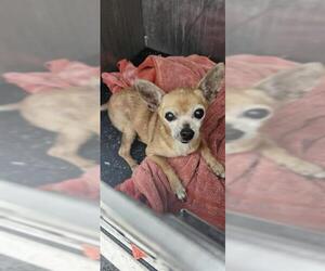 Chihuahua Dogs for adoption in San Antonio, TX, USA